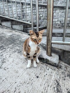楼梯旁的可爱猫咪