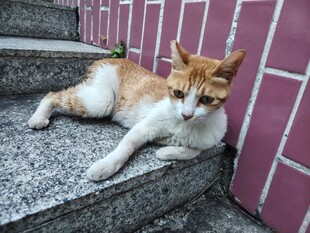石阶上休憩的橘白猫咪