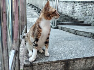 台阶上的三色猫咪