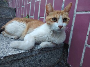 墙边休憩的三色猫咪