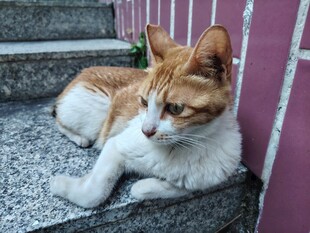台阶上的橘白猫咪