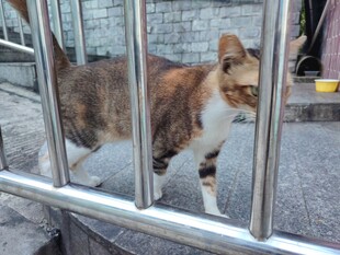 栅栏后的三色猫咪
