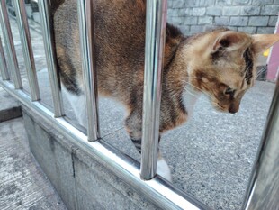 铁栏边的猫咪
