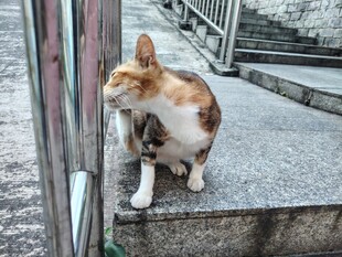 台阶上的三色猫咪