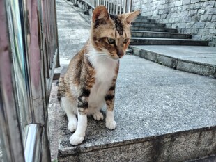 台阶上的三色猫咪