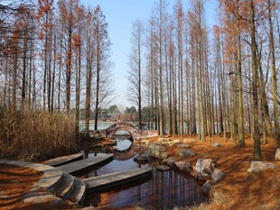 秋日林间的静谧池塘景观