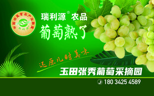 巨峰葡萄新鲜采摘展示