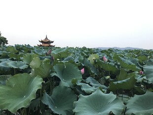 荷塘美景一叶一亭皆诗意