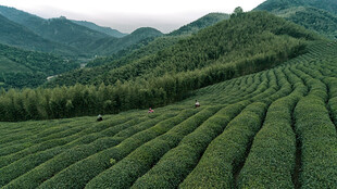 翠绿梯田茶园山间美景