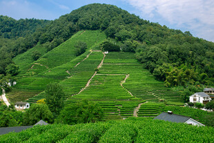 山间梯田绿意盎然的美景