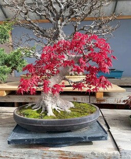 盆景
