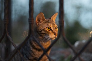 铁栏边的猫咪