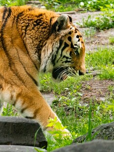 漫步的斑斓猛虎
