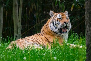 草地上休憩的斑斓猛虎