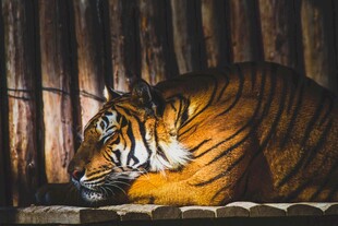 笼中休憩的斑斓猛虎