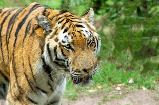 行走的斑斓猛虎