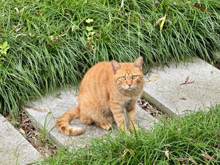 石板上的橘猫