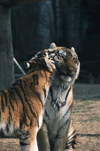 两只老虎亲昵互动瞬间