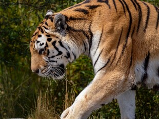 漫步中的斑斓猛虎