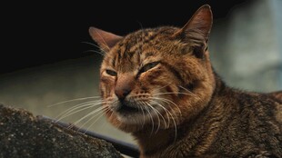 眯眼猫咪神态可爱