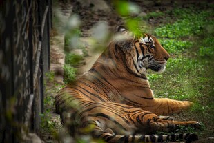 林中休憩的斑斓猛虎