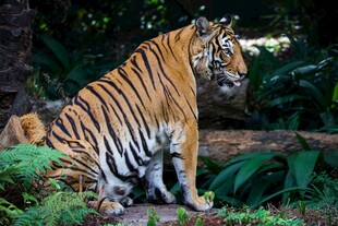 森林中的斑斓猛虎