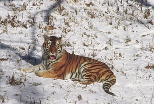 雪地中的斑斓猛虎