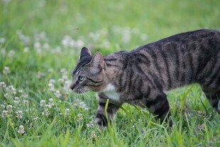 草丛中的斑纹猫