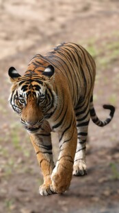 行走的斑斓猛虎