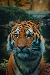 威风凛凛的斑斓猛虎
