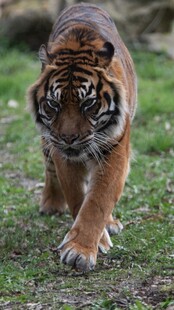 行走中的斑斓猛虎