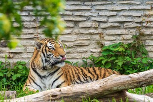 石墙旁休憩的斑斓猛虎