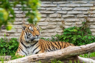石墙旁休憩的斑斓猛虎