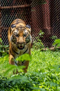 草丛中行走的斑斓猛虎