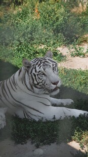 水中休憩的白虎
