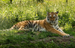 草地上休憩的斑斓猛虎