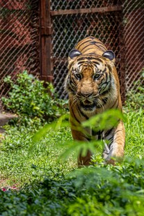 猛虎于绿植间迈步