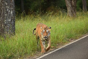 公路上独行的斑斓猛虎