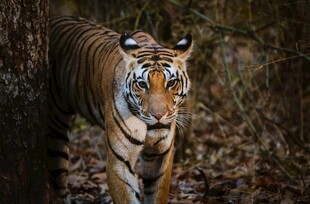 森林中行走的斑斓猛虎