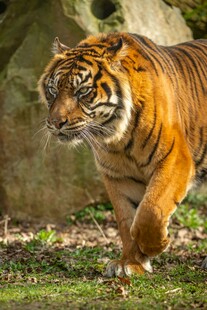 漫步的斑斓猛虎