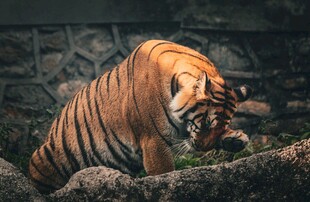 低头的斑斓猛虎