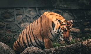 丛林中的威猛老虎