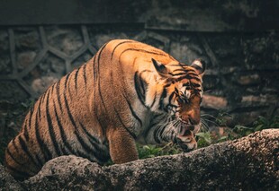 丛林中低头的斑斓猛虎