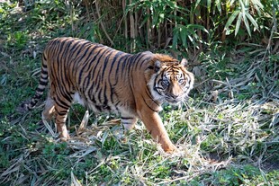 丛林中的斑斓猛虎
