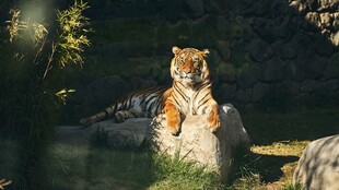 阳光下的威猛老虎