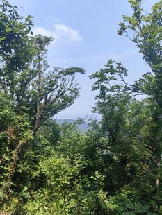 山林绿意景观