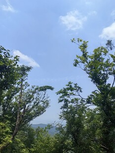 蓝天绿树间的清新景致