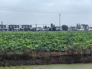 田园荷塘风光