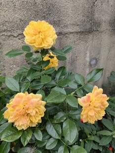 三朵明艳黄色花卉绽放