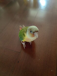 多彩小鸟立于木桌